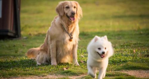 狗打狂犬疫苗多少钱（宜宾一女子被狗咬伤）