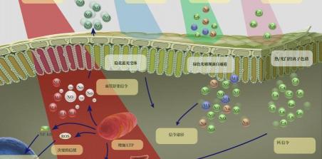 20分钟红光治疗多少钱（红光技术突破传统医学领域）