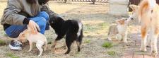 大丹犬价格多少钱一只（养狗会暴露经济情况）