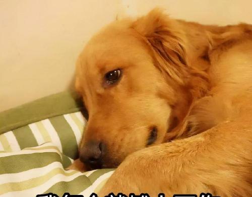 小金毛多少钱一只（穷养篇）