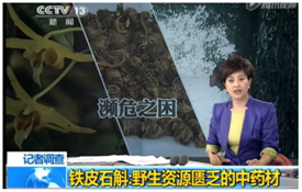 霍山铁皮石斛多少钱一斤（它是）