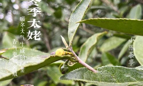 老白茶的价格是多少钱一斤（这4种）