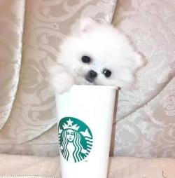 茶杯犬多少钱（小巧可爱的茶杯犬）