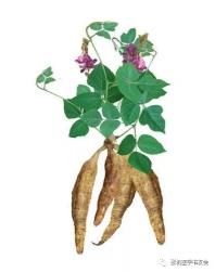 野生葛粉多少钱一斤（中药葛根性味归经及处方和临床运用经验）