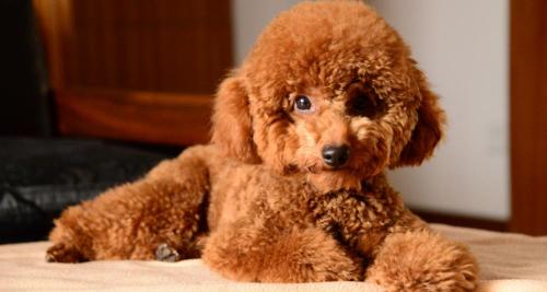 巨型泰迪犬多少钱一只（养狗会暴露你的经济实力）