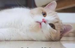 无毛猫多少钱（穷人）