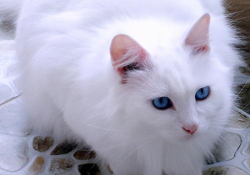 山东狮子猫多少钱一只（山东狮子猫）