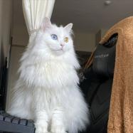 临清狮子猫多少钱一只（狮子猫为什么这么多人养）