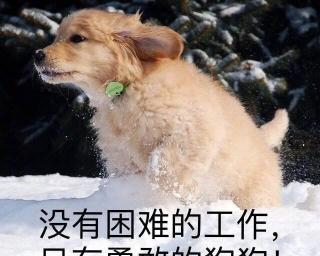 阿拉斯加犬多少钱一只幼崽（最烧钱）