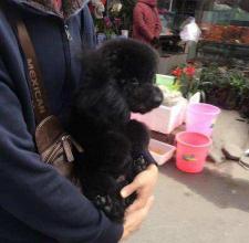 黑色泰迪狗多少钱一只（想养泰迪犬）