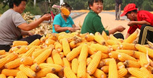 干玉米多少钱一斤（12月9日国内各地玉米价格发布）