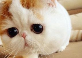猫三联多少钱一针（养加菲猫的几个技巧）