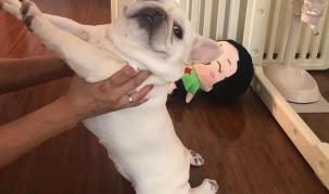 法斗多少钱一只（法国斗牛犬）