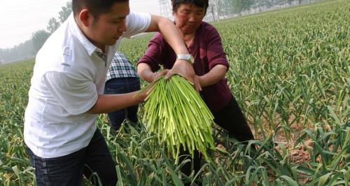 蒜苔多少钱一斤2017（蒜苔多少钱一斤）