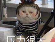 无猫毛多少钱一只（最）
