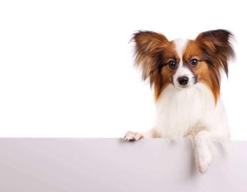蝴蝶犬多少钱一只（纯种蝴蝶犬应该如何挑选）