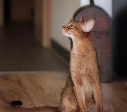 阿比西尼亚猫多少钱（猫咪品种大盘点15）