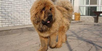 坎高犬价格多少钱一只（两种素有）