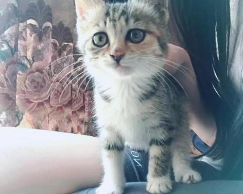 中华田园猫多少钱一只（乌云盖雪是啥猫）