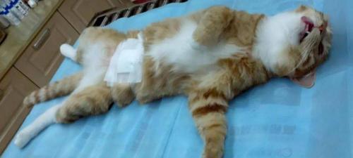 猫咪绝育多少钱（关于猫咪绝育的那些事）