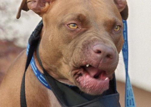 比特犬价格多少钱一只（英国10岁男孩被恶犬咬死）