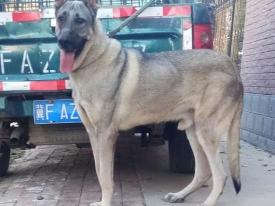 狼青犬多少钱一只（如果狼青犬没有被禁养）