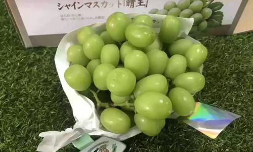阳光玫瑰葡萄多少钱一斤（从120元）