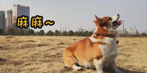 柯基多少钱（柯基标准体重是多少斤）