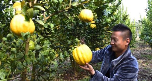 菠萝蜜一斤多少钱（市场价降现30多元一斤车厘子）