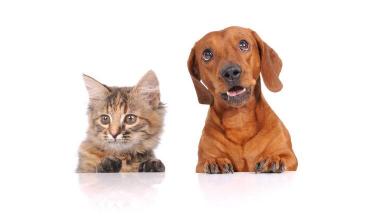 人被咬了打狂犬疫苗多少钱（狂犬病有多可怕）