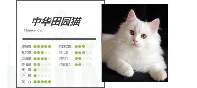 山东狮子猫多少钱一只（中华田园猫丨狮子猫）