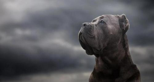 卡斯罗多少钱一只幼犬（百科）