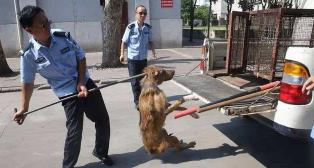 比特犬价格多少钱一只（世界上攻击性最强的狗狗有哪些）