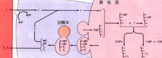 甲功五项检查多少钱（教您快速看懂甲状腺功能化验单）