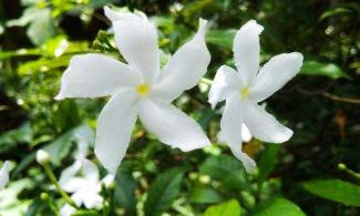 茉莉花茶多少钱一斤（慈禧太后都爱喝的茉莉花茶）