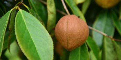 正宗茶油多少钱一斤（南方过去经常吃的茶油）