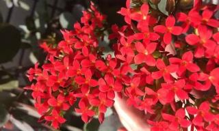 来曲唑多少钱一盒（保胎新手需要了解）