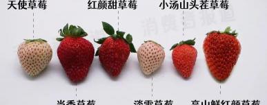 白草莓价格多少钱一斤（6款高档草莓试吃）