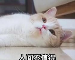 无猫毛多少钱一只（穷人）