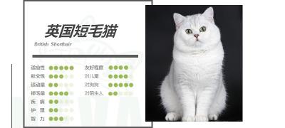 银渐层多少钱一只（英国短毛猫丨银渐层）