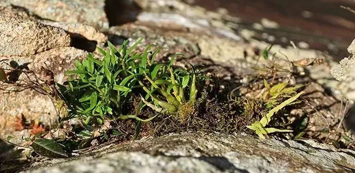 霍山铁皮石斛多少钱一斤（它是）