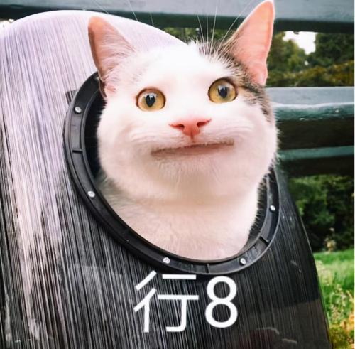 公貓絕育一共多少錢（養公貓）