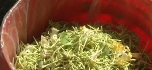 金银花多少钱一斤（种什么花花香扑鼻还能入药）