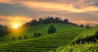 凤凰单丛茶多少钱一斤（凤凰单丛）