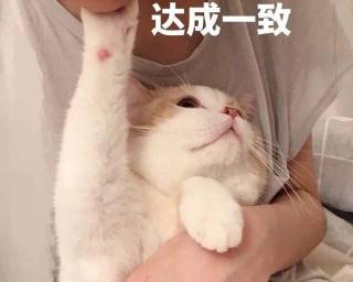 临清狮子猫多少钱一只（这几种猫）