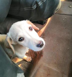 拉布拉多犬的价格多少钱一只（花300块在网上买的拉布拉多）