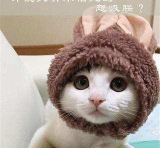 猫咪打狂犬疫苗多少钱（自从养了猫以后）
