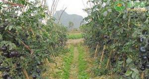 黑米多少钱一斤（黑番茄价格多少钱一斤）