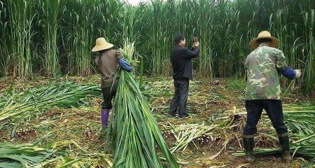 巨菌草多少钱一吨（长得比人还高）