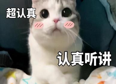 波斯猫多少钱一只（7种常见宠物猫的价格）